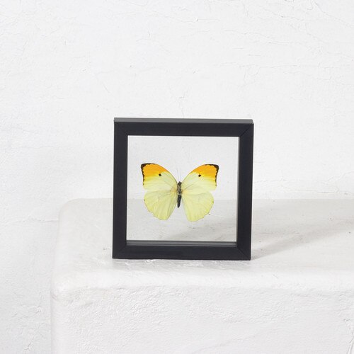Framed Butterfly